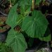 Paulovnia plstnatá (Paulownia tomentosa) - výška 250-300cm, obvod kmeňa 8/12 cm,kont. C45L (-20°C)